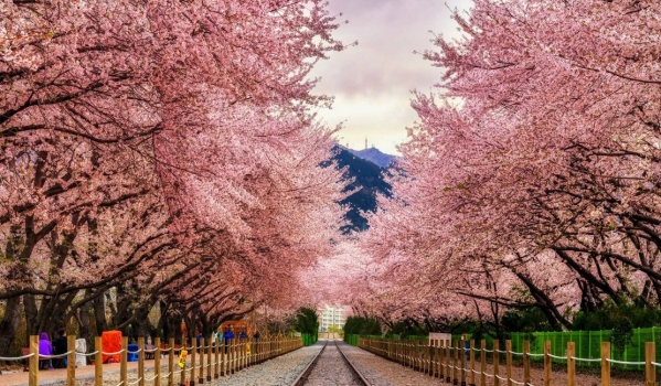 DU LỊCH HÀN QUỐC NGẮM HOA ANH ĐÀO